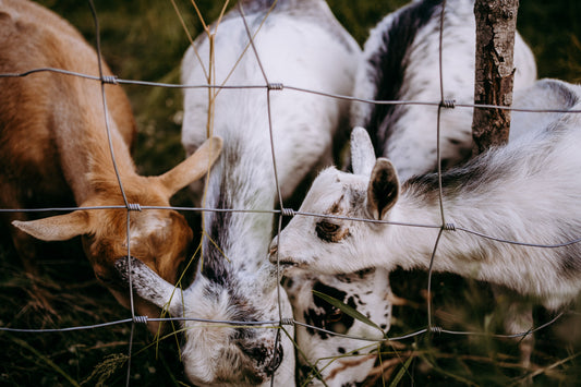 Nigerian Dwarf Goats